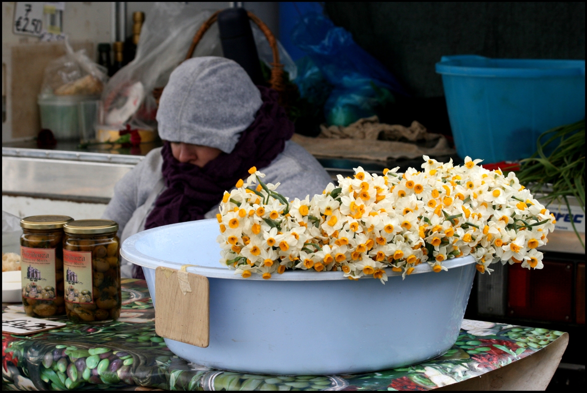 Narcissi